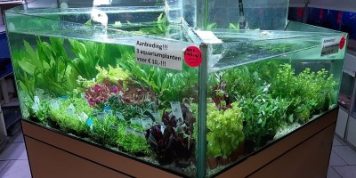 Aanbieding planten58